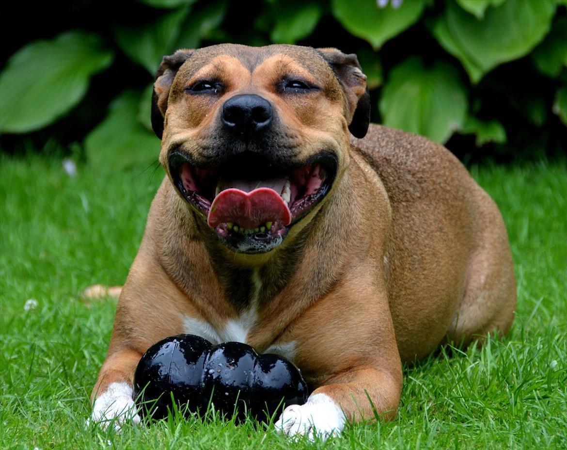 Amerikansk staffordshire terrier Zera billede 5