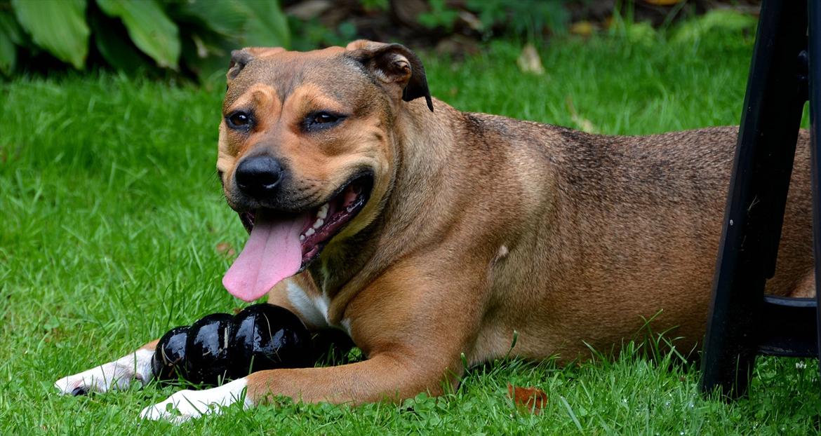 Amerikansk staffordshire terrier Zera billede 2