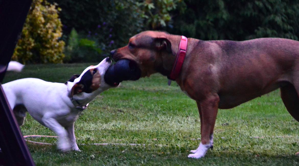 Amerikansk staffordshire terrier Zera billede 6