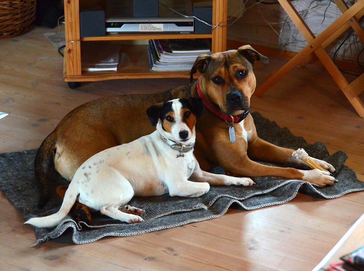 Amerikansk staffordshire terrier Zera billede 7