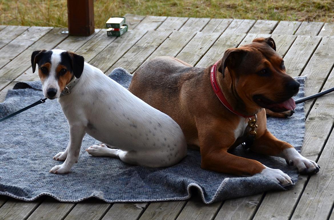 Amerikansk staffordshire terrier Zera billede 8