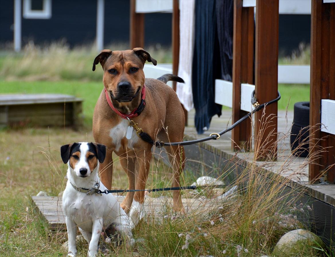 Amerikansk staffordshire terrier Zera billede 9