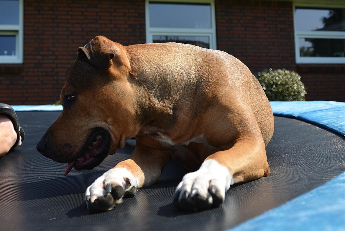 Amerikansk staffordshire terrier Zera billede 10