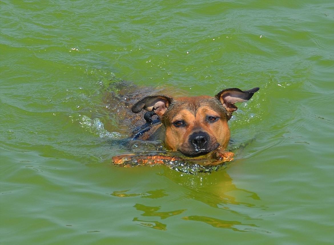 Amerikansk staffordshire terrier Zera billede 11