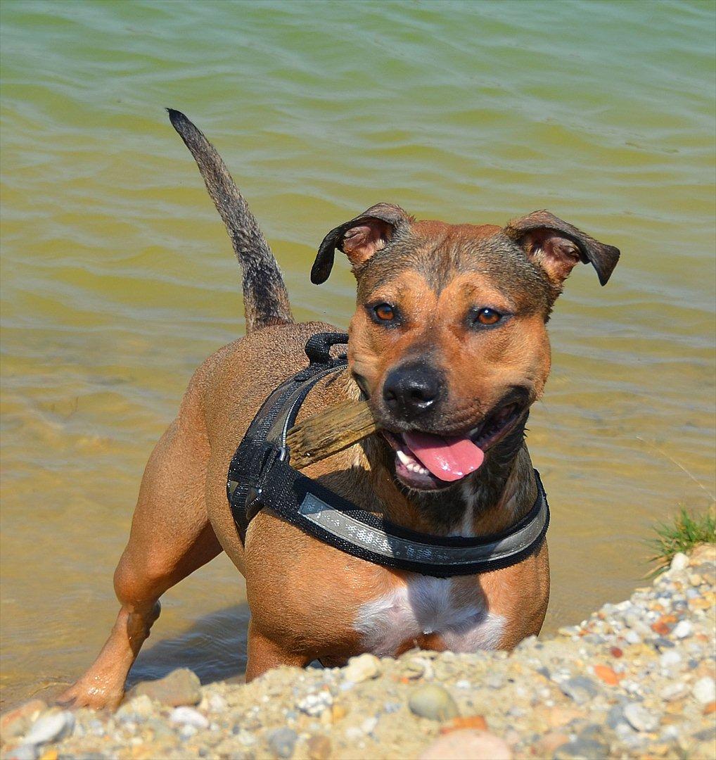 Amerikansk staffordshire terrier Zera billede 12