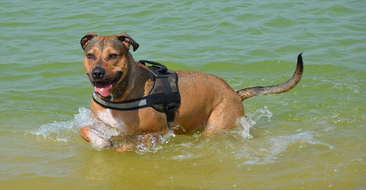 Amerikansk staffordshire terrier Zera billede 13