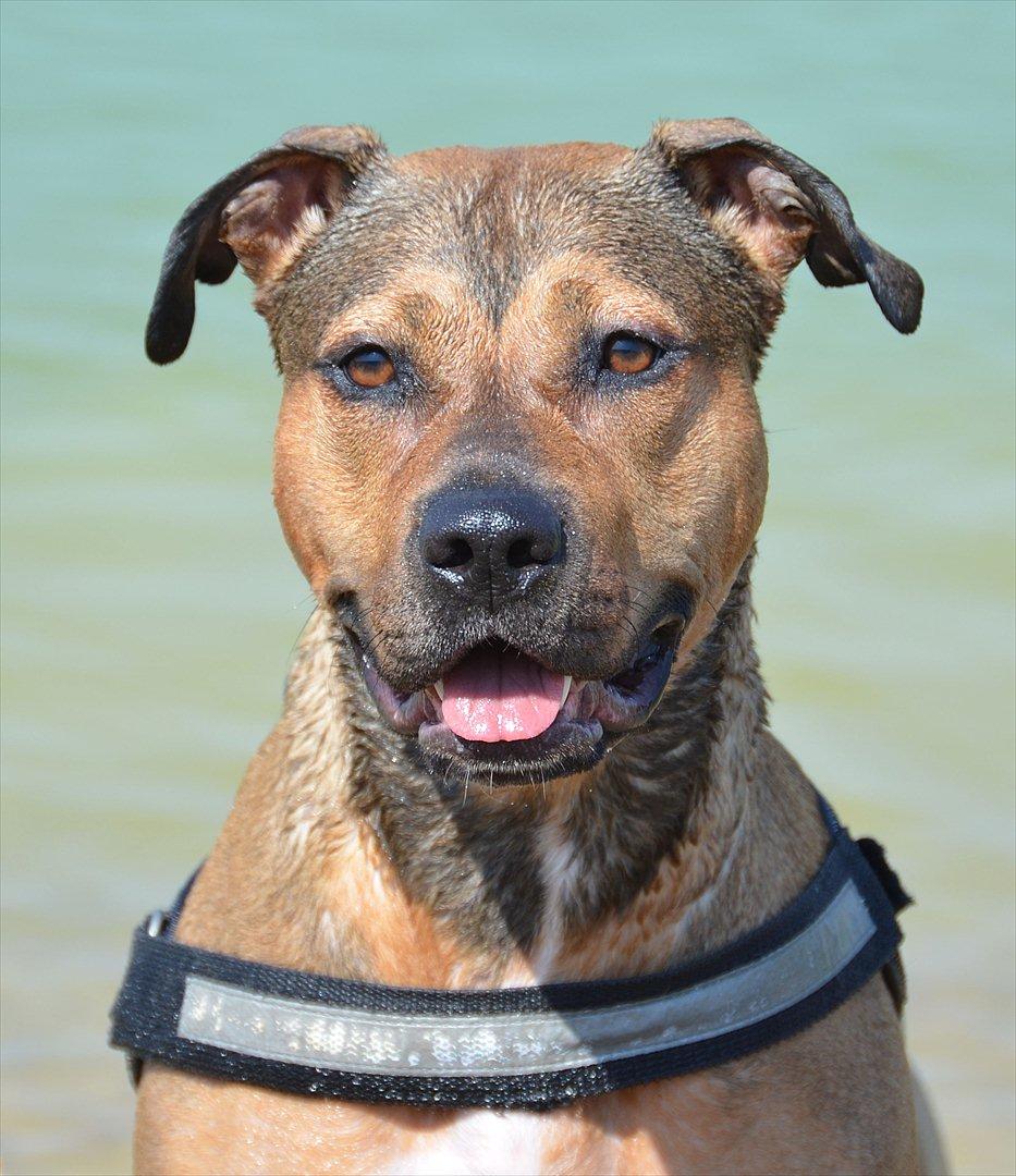 Amerikansk staffordshire terrier Zera billede 14