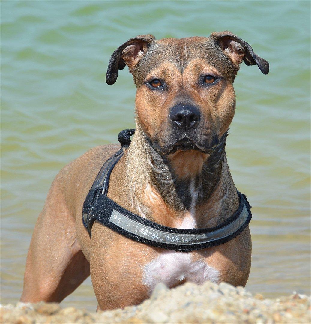 Amerikansk staffordshire terrier Zera billede 15