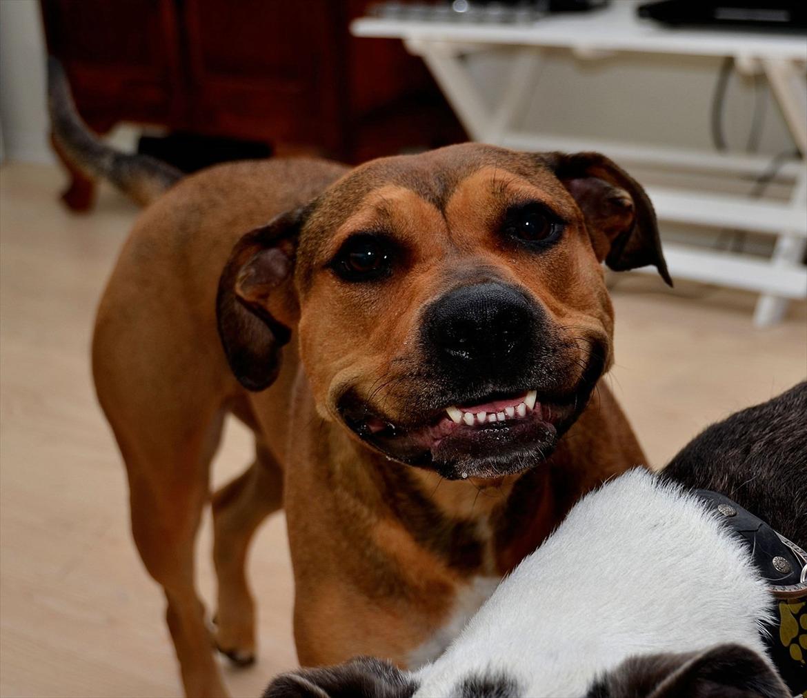 Amerikansk staffordshire terrier Zera billede 16