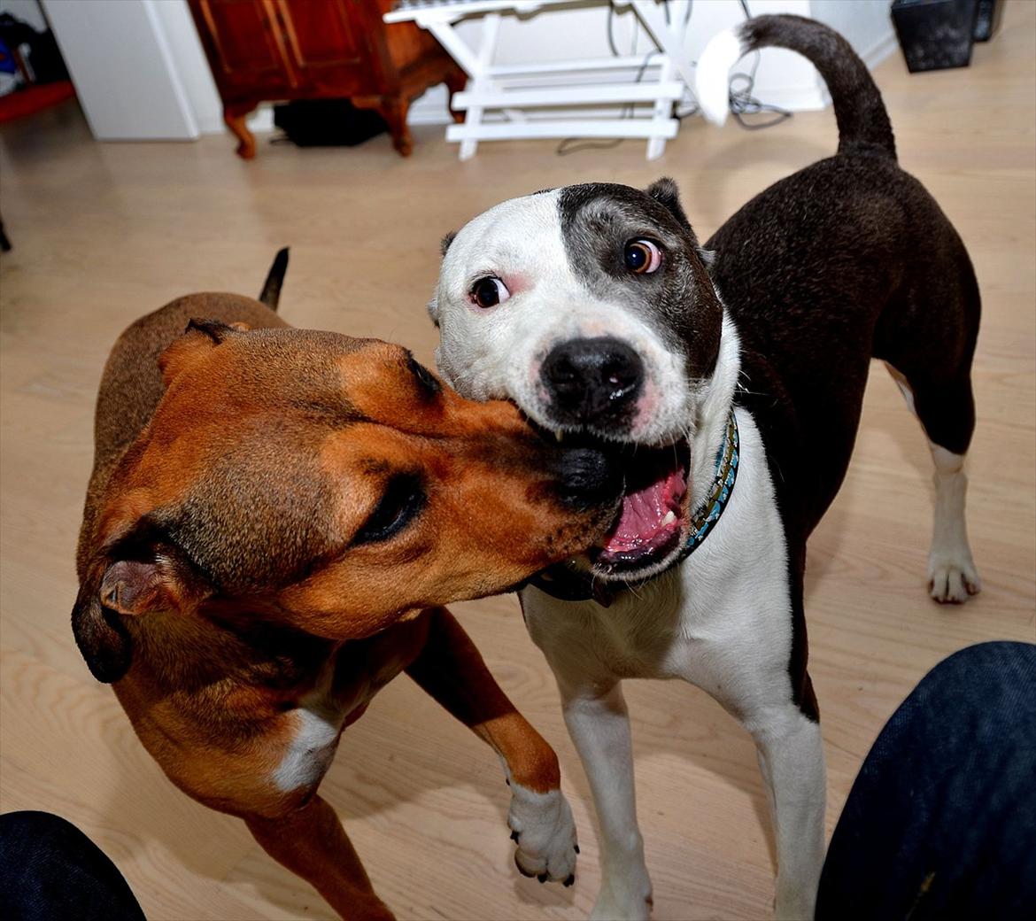 Amerikansk staffordshire terrier Zera billede 17