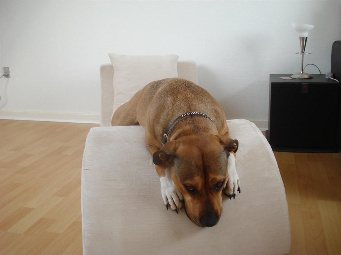 Amerikansk staffordshire terrier Zera billede 18