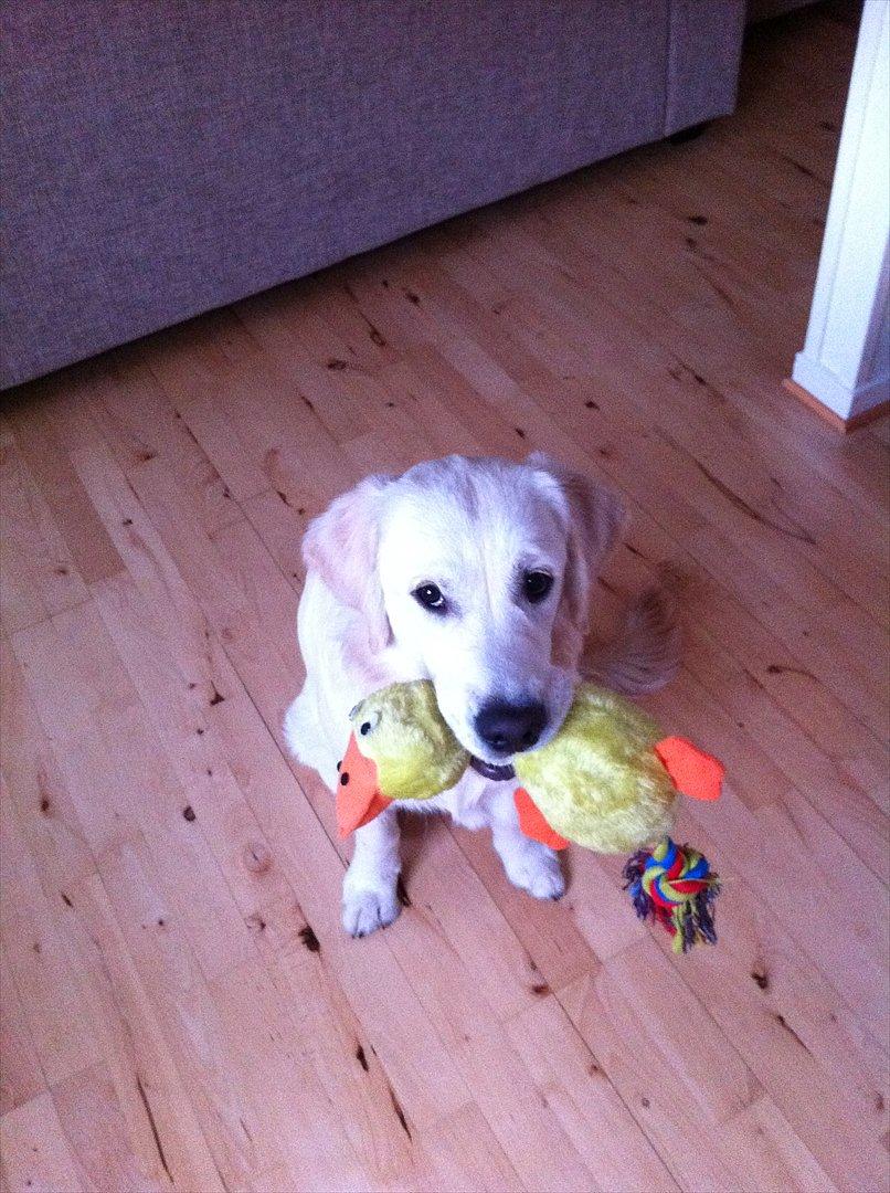 Golden retriever Carlo - Carlo med sit nye ynglings legetøj :D billede 15