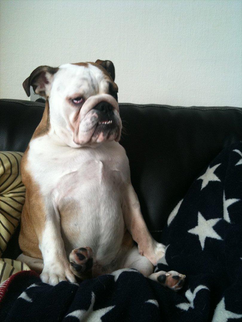 Engelsk bulldog Carla billede 10