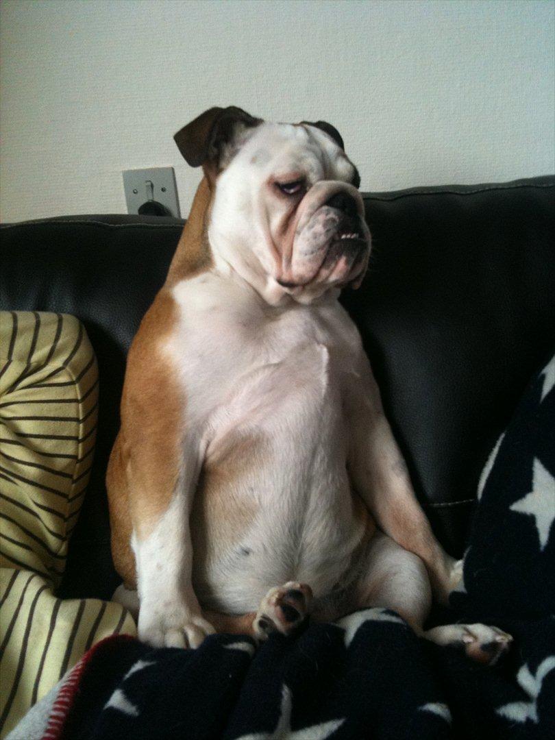 Engelsk bulldog Carla billede 11