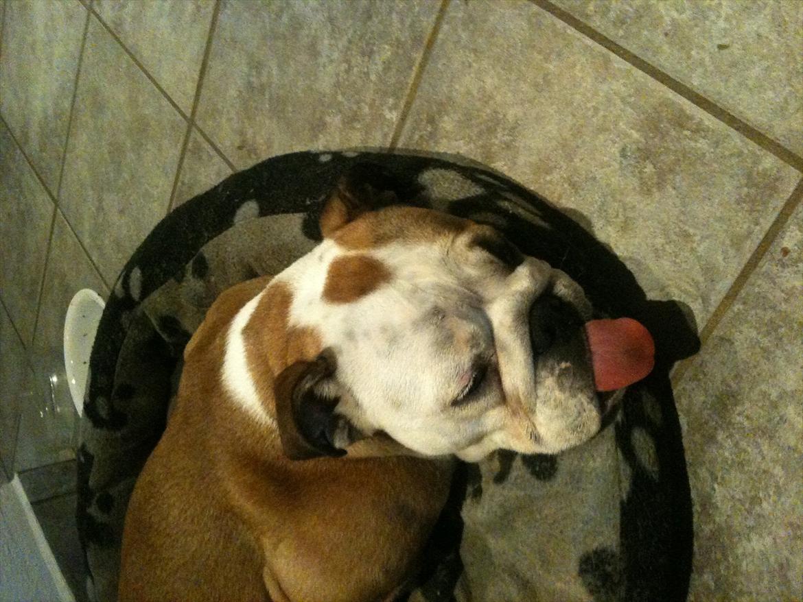 Engelsk bulldog Carla billede 12