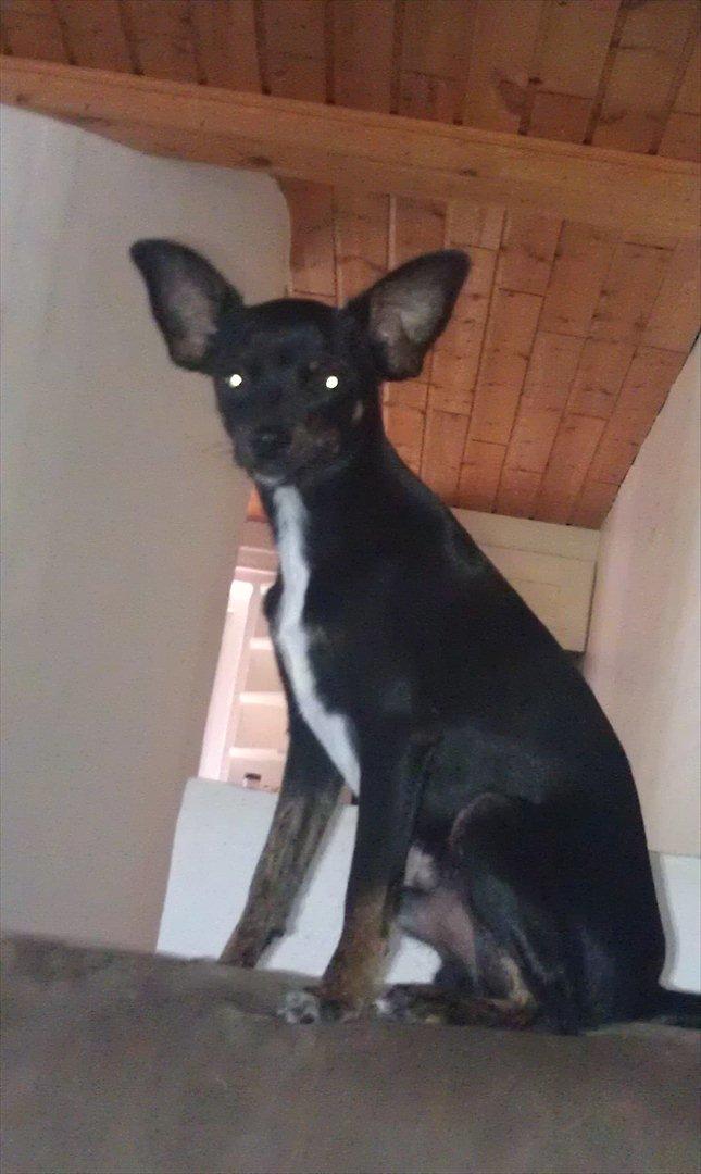 Blanding af racer Kenzo billede 6