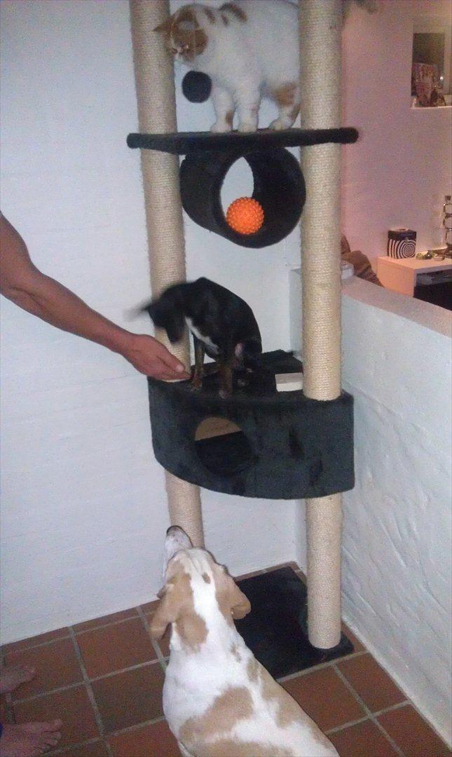 Blanding af racer Kenzo billede 7