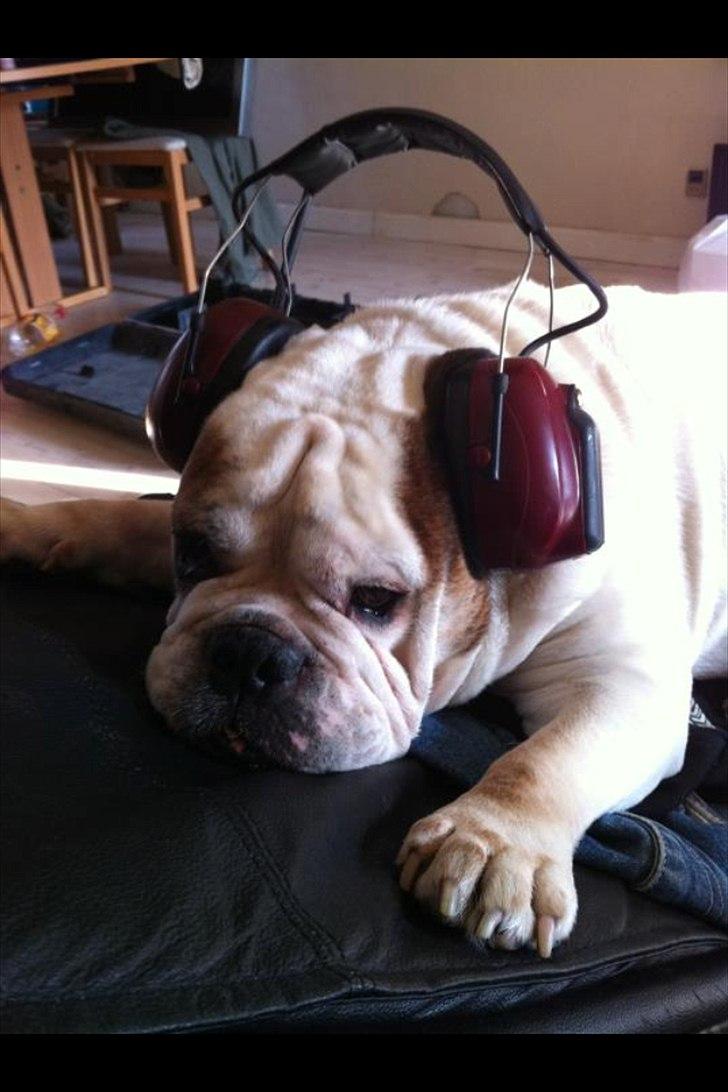 Engelsk bulldog shark - vi var igang med at banke badeværelsesgulv op så gav shark høreværn på, og det hjalp fordi han faldt isøvn med dem på.. billede 1