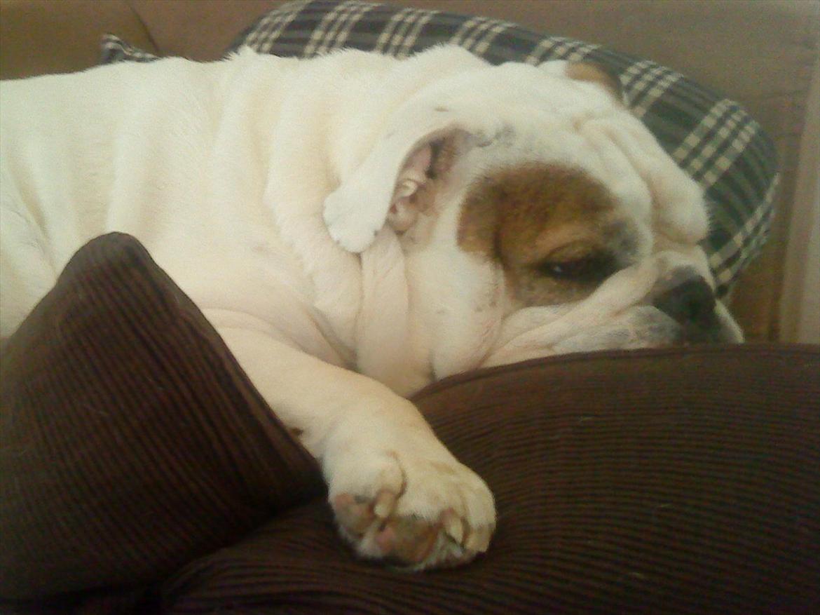 Engelsk bulldog shark billede 2