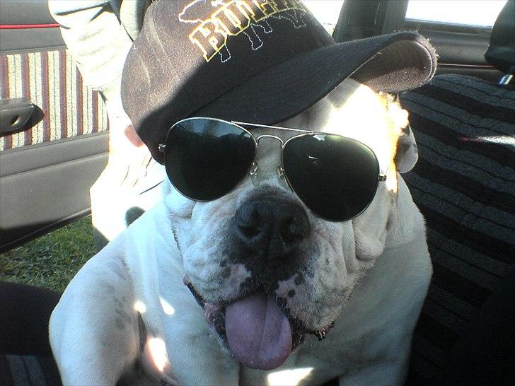 Engelsk bulldog shark billede 3