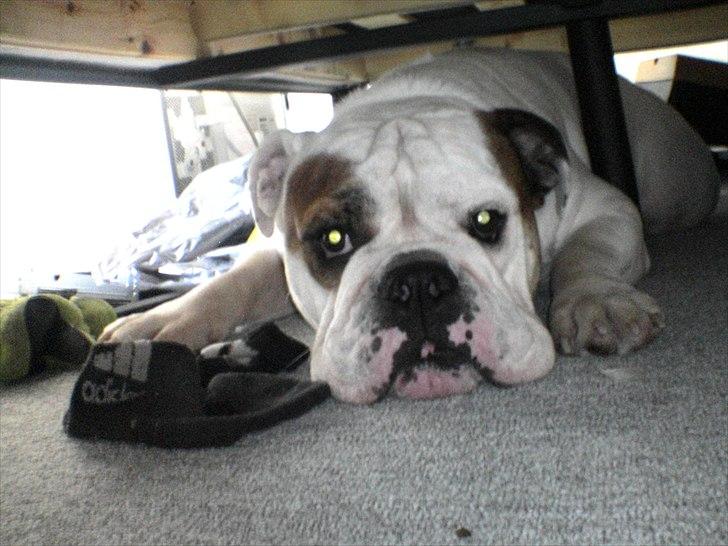 Engelsk bulldog shark billede 4