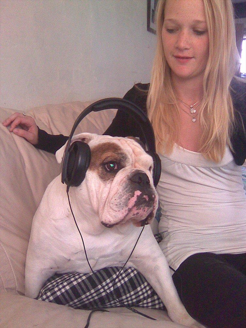 Engelsk bulldog shark billede 5