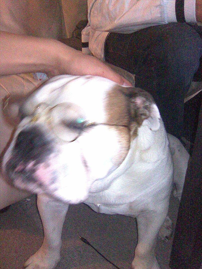 Engelsk bulldog shark billede 6