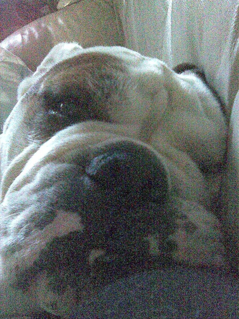 Engelsk bulldog shark billede 7