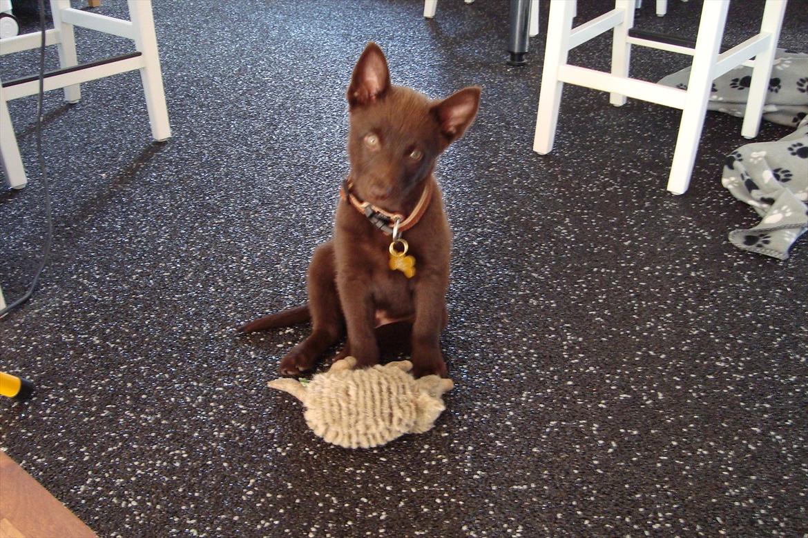 Australsk kelpie Ilo - Er jeg sød hvis jeg sætter hovedet lidt på skrå!! ;-) billede 1