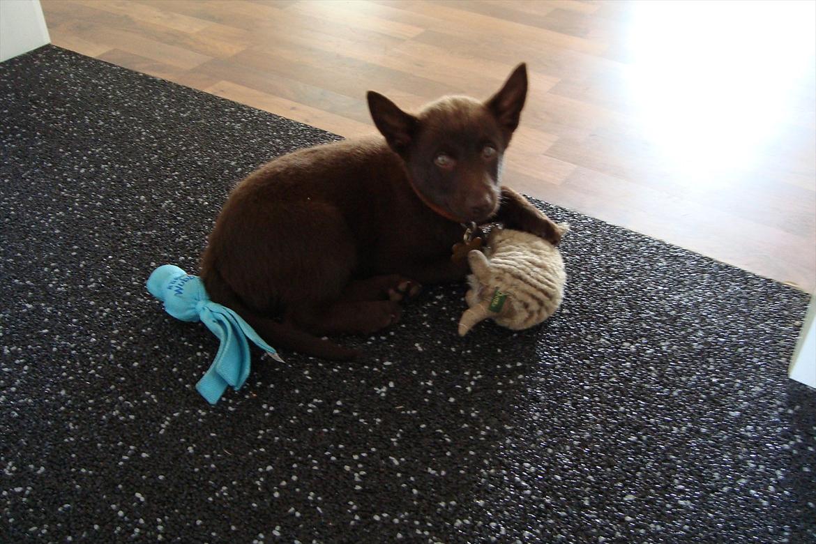 Australsk kelpie Ilo - Er glad for den nye bamse. billede 2