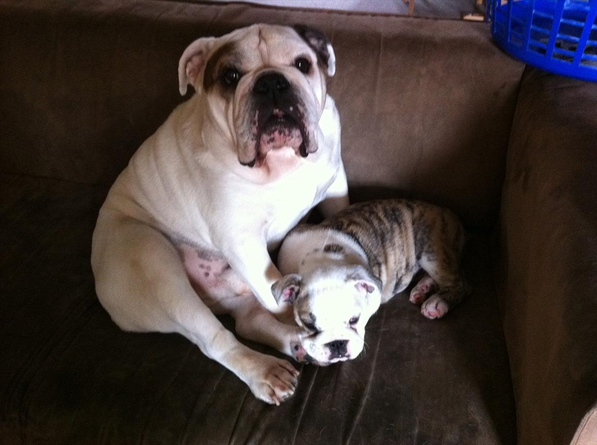 Engelsk bulldog shark - her sidder han sammen med sin lillesøster maggie som vi fik for ca 1 år siden.. billede 8