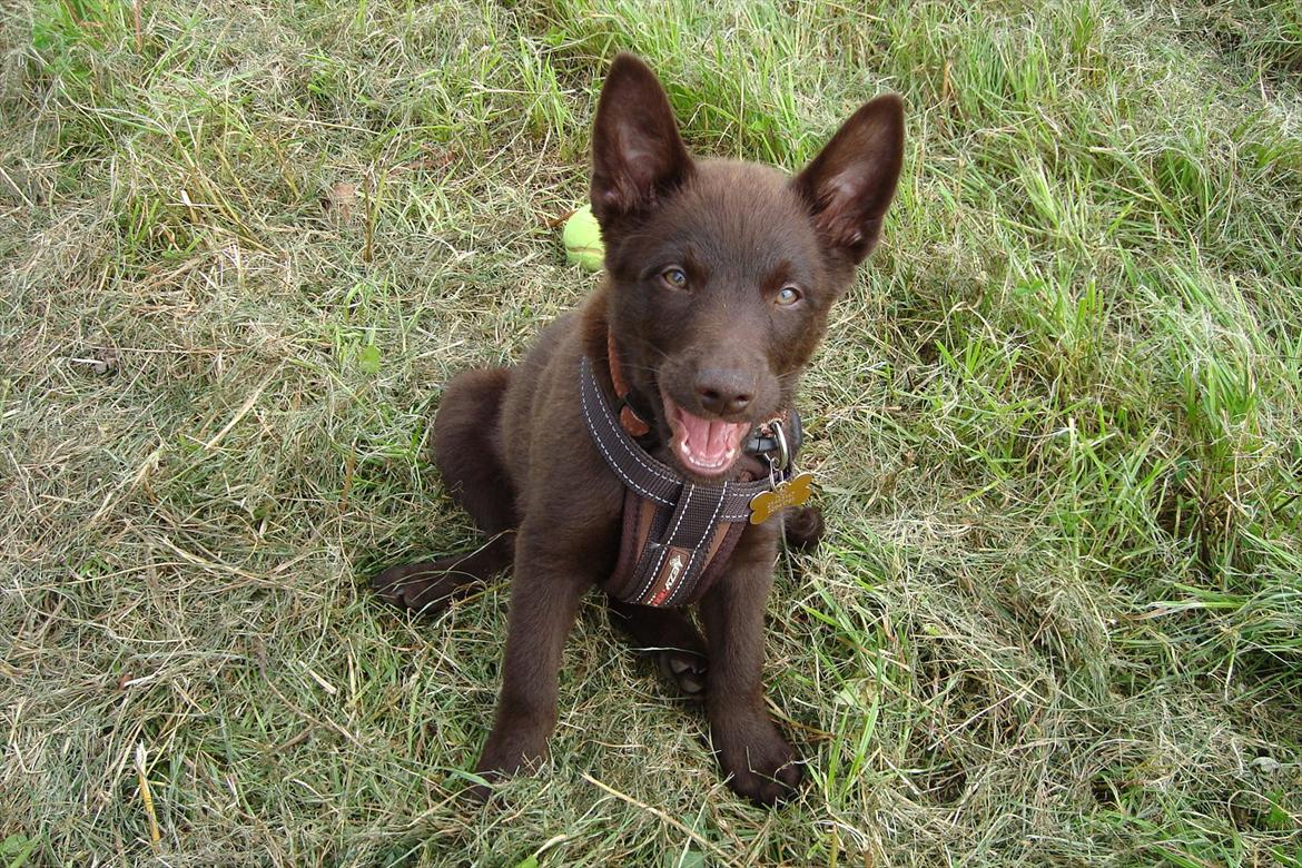 Australsk kelpie Ilo - Dejligt at komme med ud på marken, får lige en pause fra at løbe rundt! billede 4