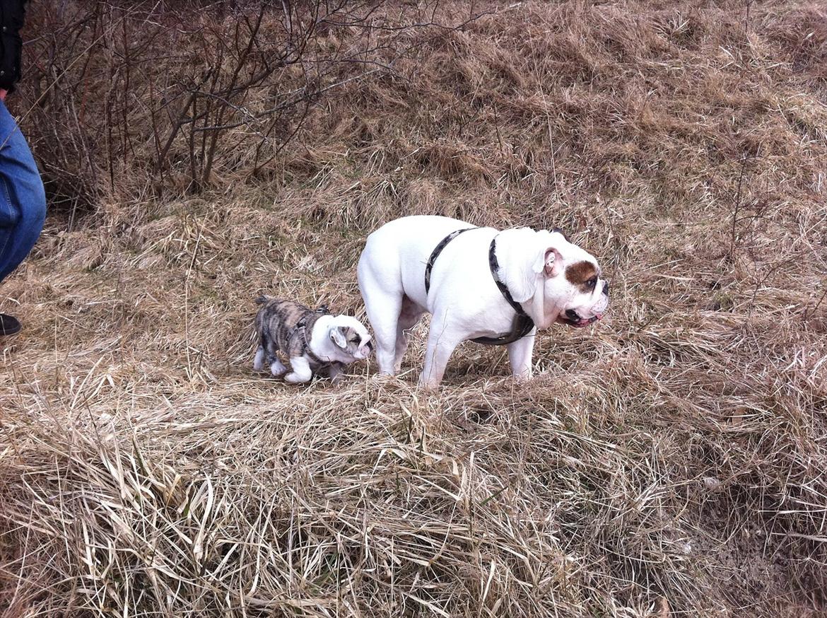 Engelsk bulldog shark - en dejlig tur i skoven sammen med lillesøster maggie billede 9
