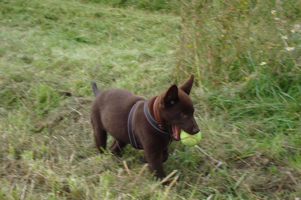 Australsk kelpie Ilo - Man bliver lidt tyk at se på når man skal have en hel tennisbold i munden billede 5