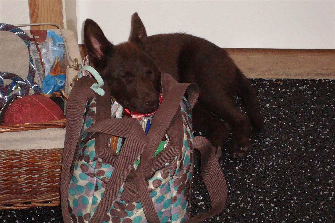 Australsk kelpie Ilo - Det er hårdt at have været til hundetræning, godt mors taske lige passer i hovedhøjde til en lur!!  billede 6