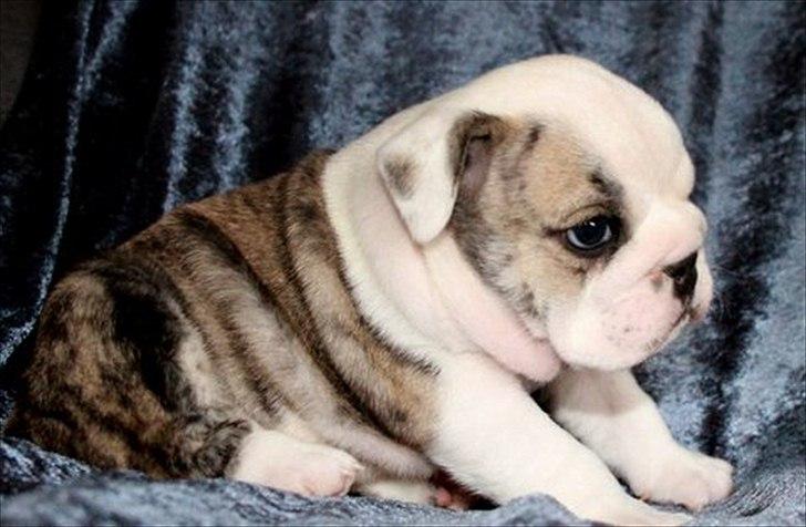 Engelsk bulldog Maggie billede 1