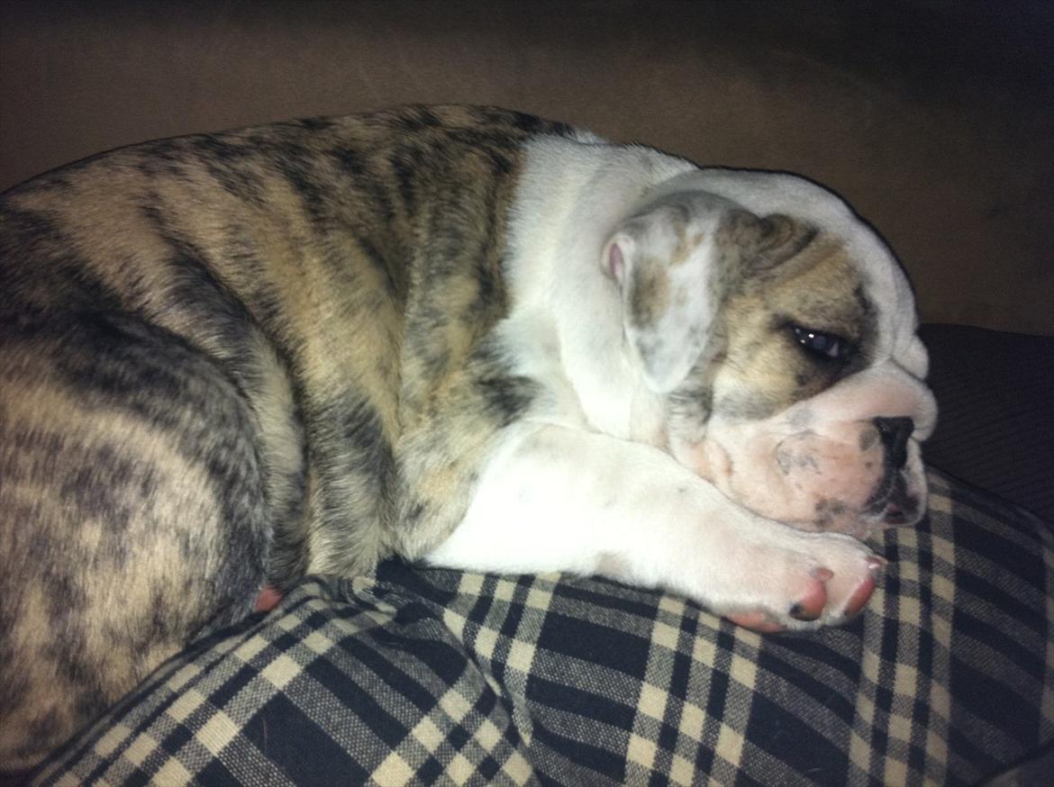 Engelsk bulldog Maggie billede 2