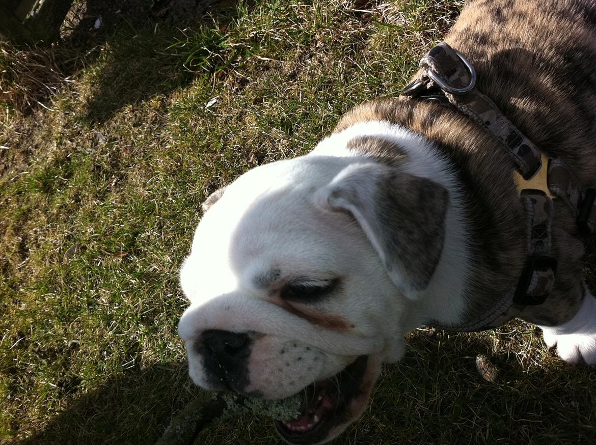 Engelsk bulldog Maggie billede 3