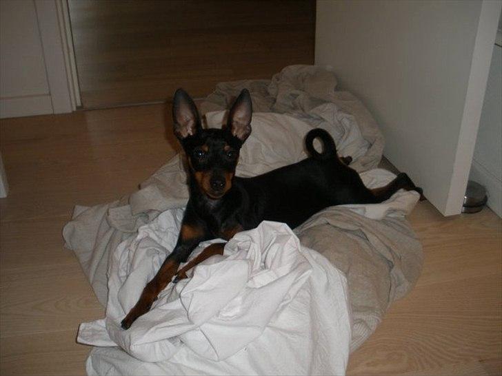 Dvaergpinscher Kaiser billede 11