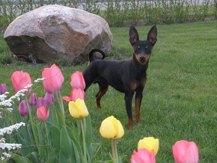 Dvaergpinscher Kaiser billede 12