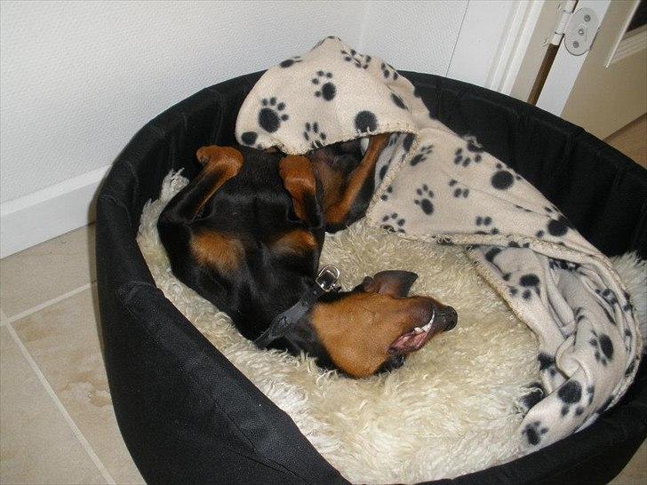 Dvaergpinscher Kaiser billede 13
