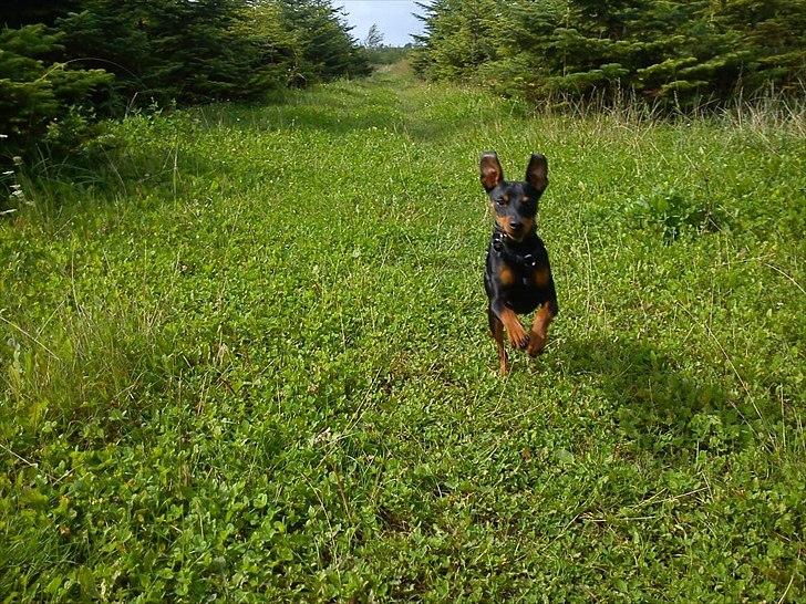 Dvaergpinscher Kaiser billede 14