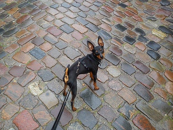Dvaergpinscher Kaiser billede 15