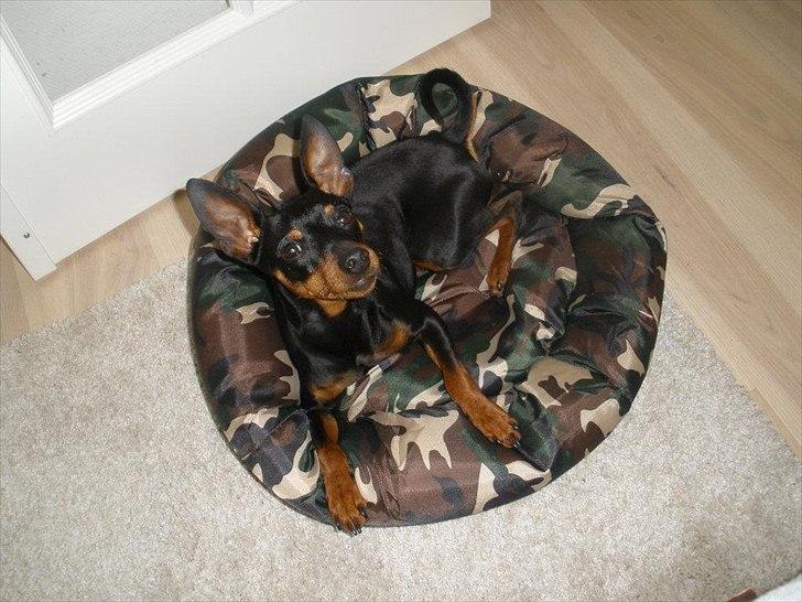 Dvaergpinscher Kaiser billede 16