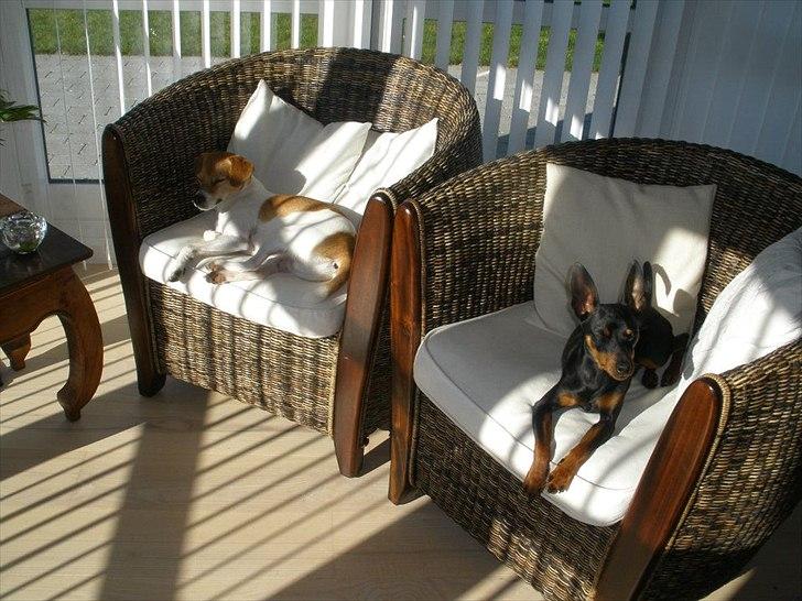 Dvaergpinscher Kaiser billede 17