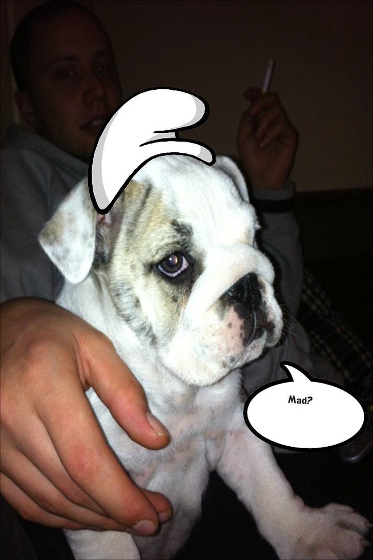 Engelsk bulldog Maggie billede 4