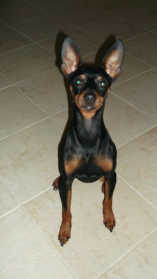 Dvaergpinscher Kaiser billede 18