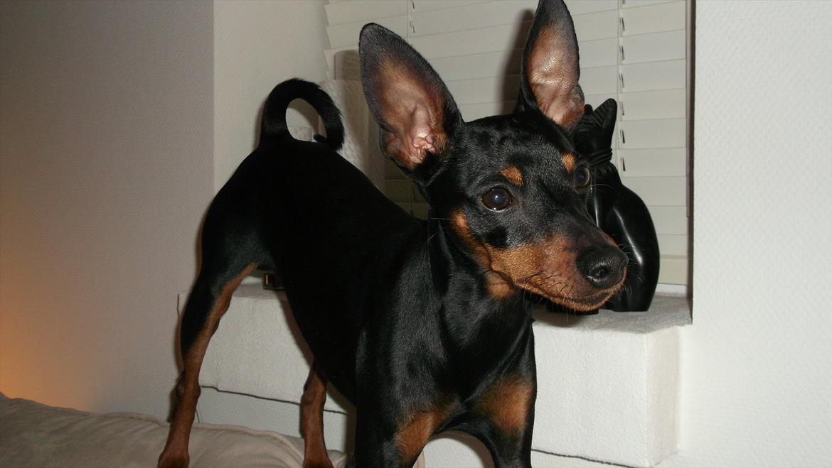 Dvaergpinscher Kaiser billede 19