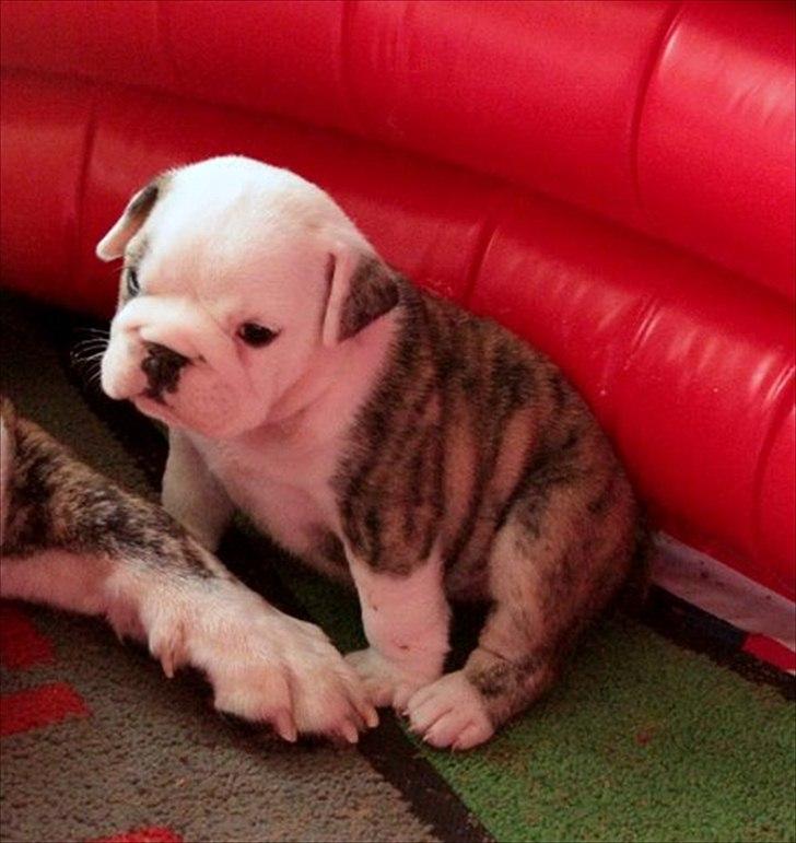 Engelsk bulldog Maggie billede 5