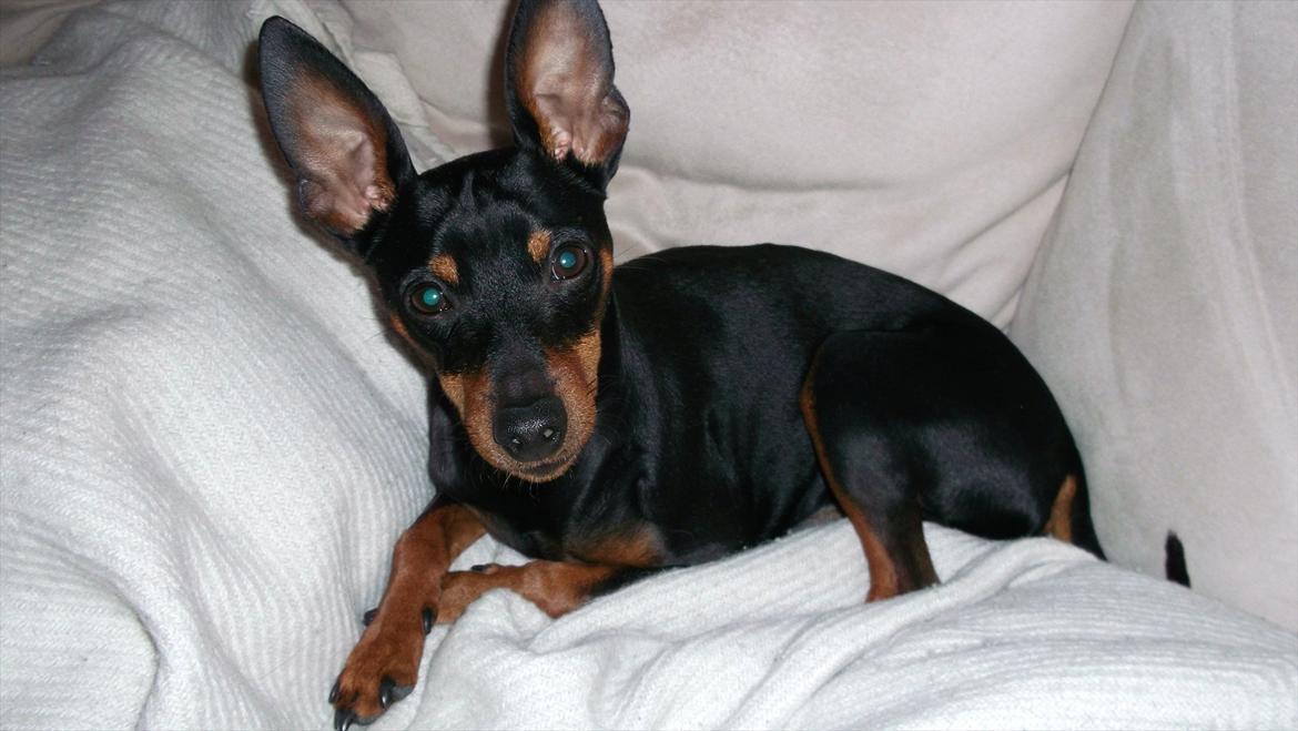 Dvaergpinscher Kaiser billede 20